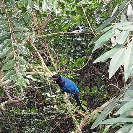 Suíte na montanha em meio a natureza Florianópolis Exterior foto