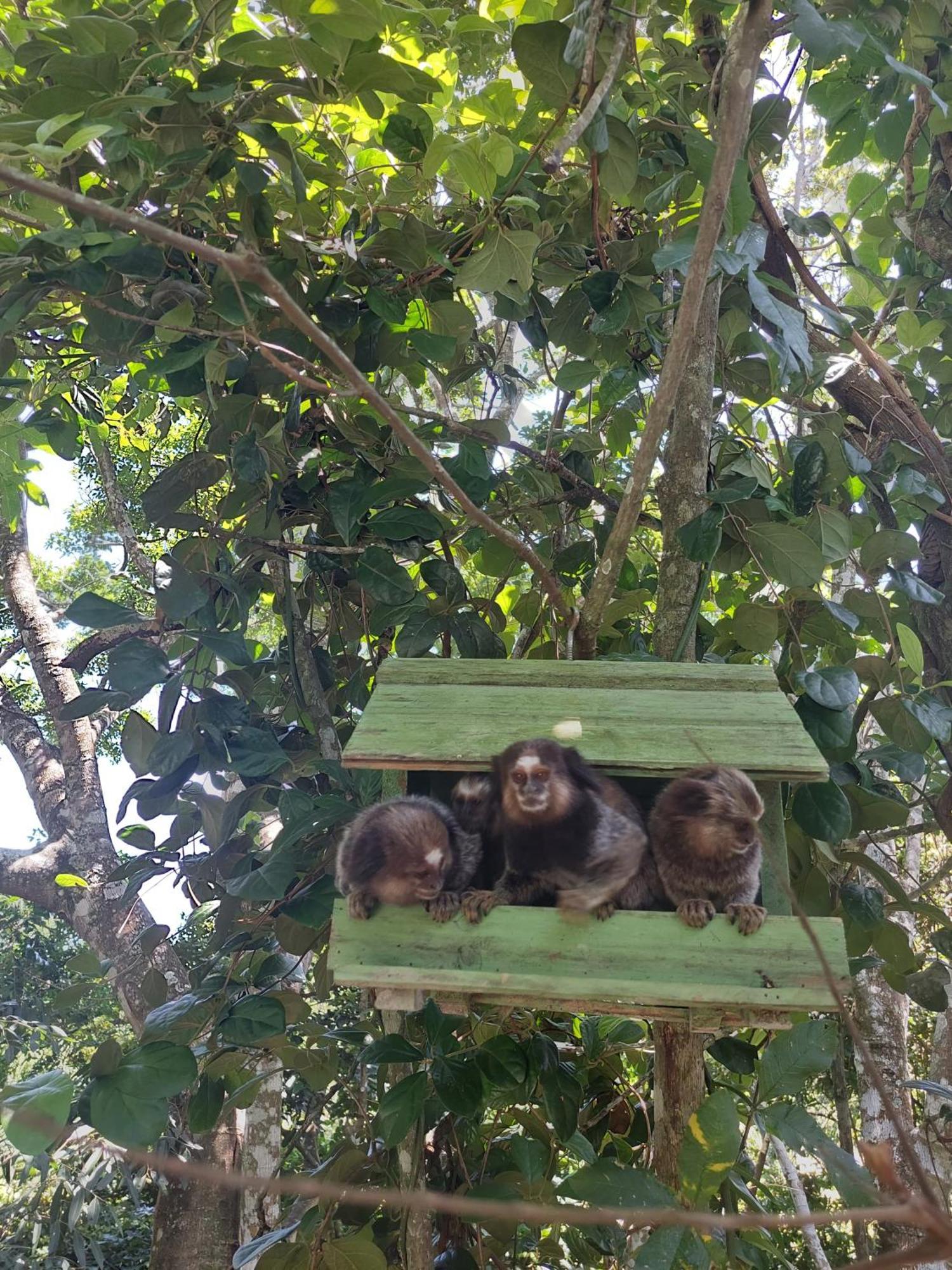 Suíte na montanha em meio a natureza Florianópolis Exterior foto